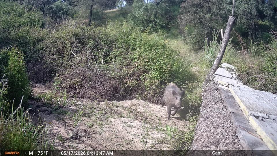 Jabalí registrado por cámara de fototrampeo en La Ronca